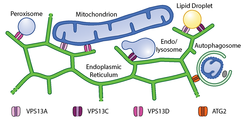 Fig1