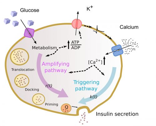 Cell scheme