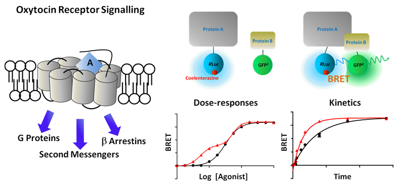 Fig 2 Busnelli